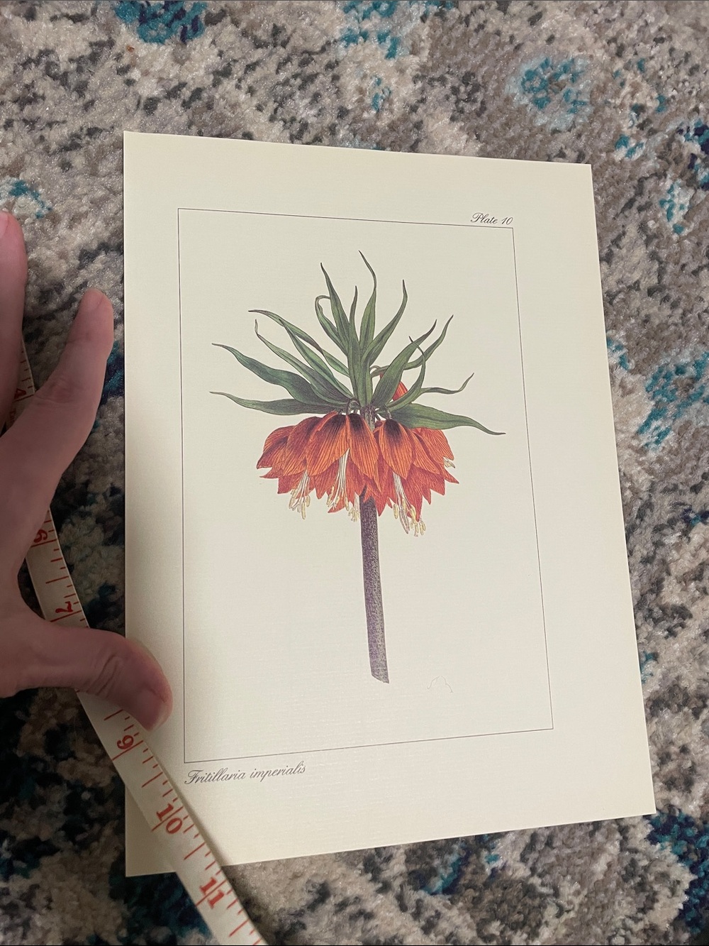 🖤5/$25 vintage botanical flower print - Picture 2 of 8
